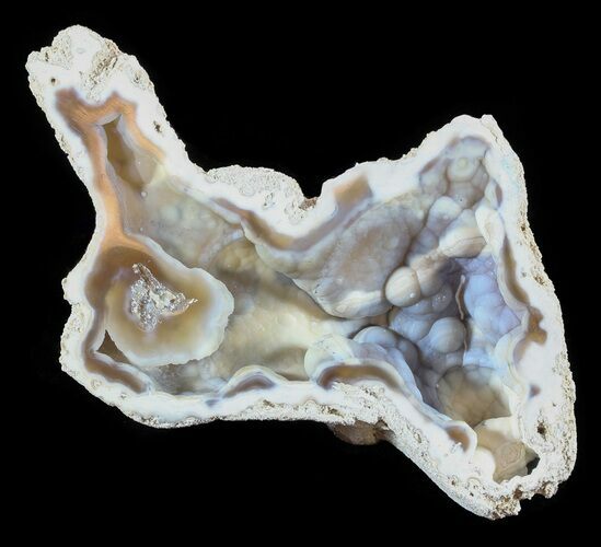 Agatized Fossil Coral Geode - Florida #51163